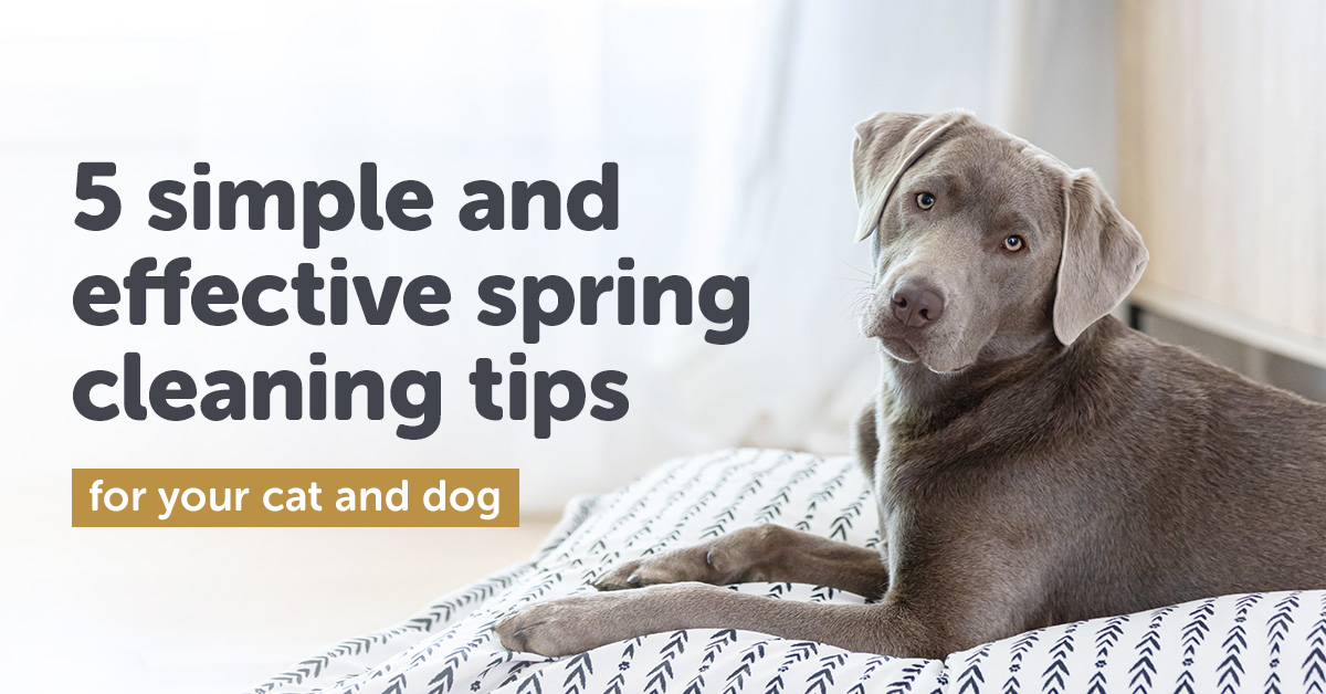 5 simple and effective spring cleaning tips for your cat and dog