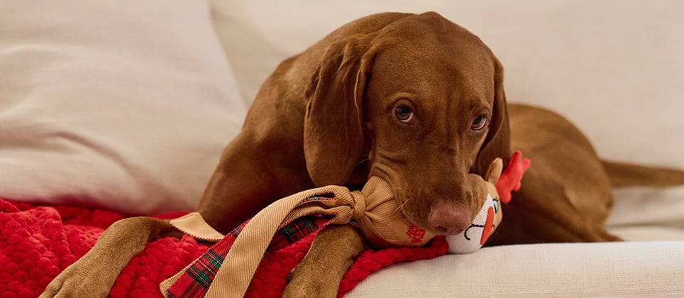 Holiday season and dogs: Tips and advice for managing their anxiety