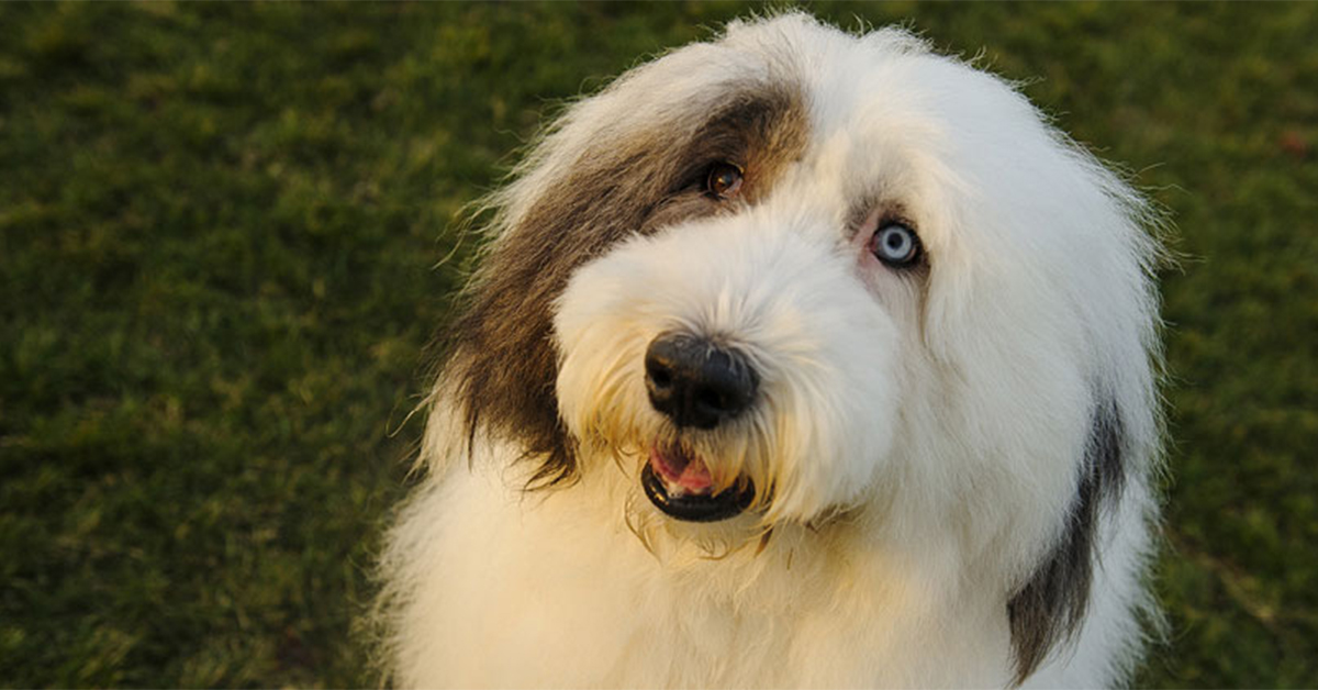 are old english sheepdogs easy to keep weight on