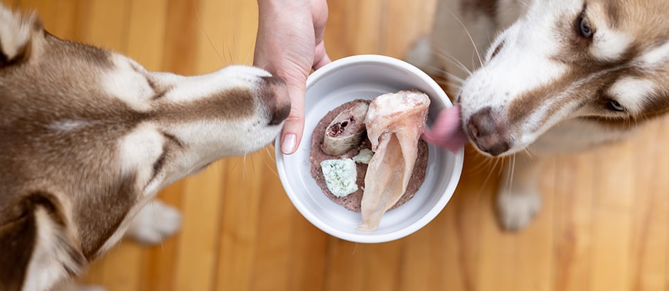 Comment enrichir les repas de votre chien facilement et naturellement