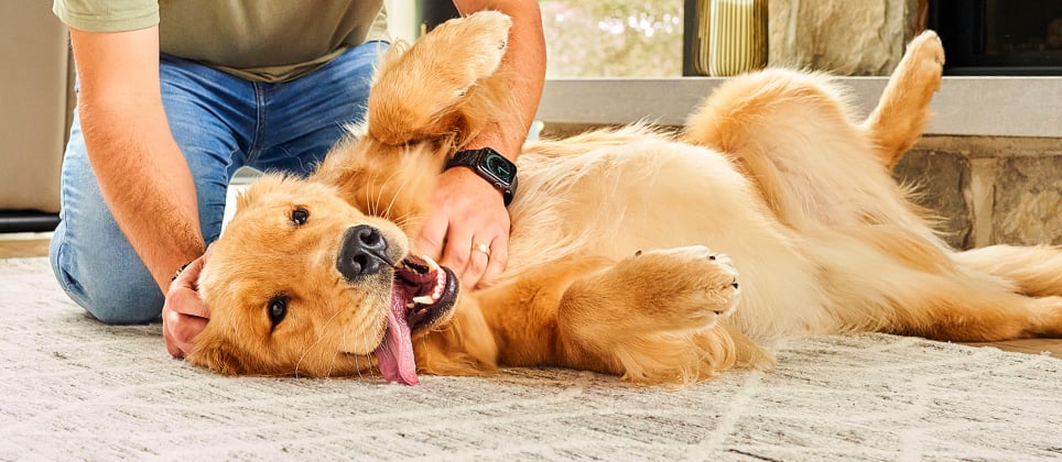 The impact of nutrition on your dog’s behavior