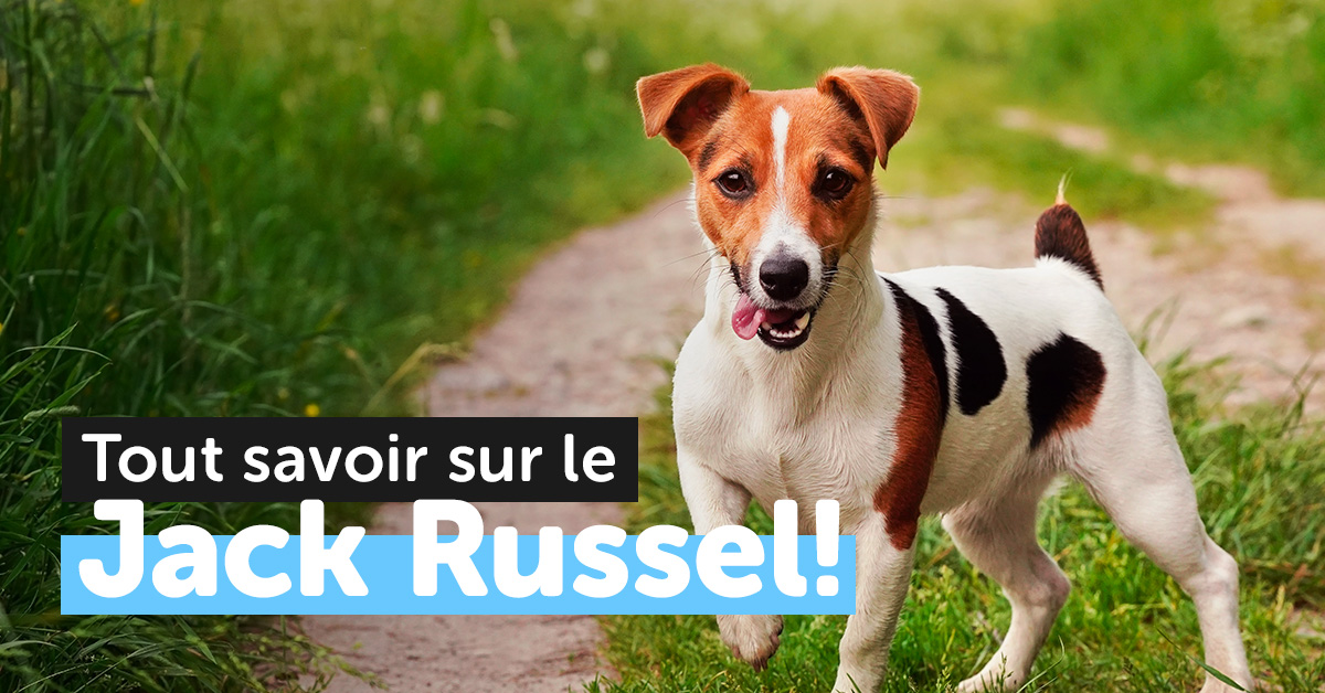 Le Jack Russell terrier : 3 races distinctes à différencier
