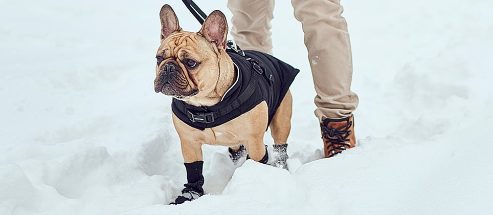 5 conseils pour profiter de l’hiver avec votre chien