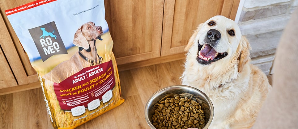 Romeo : la nouvelle nourriture sèche pour chiens, exclusive et abordable chez Mondou