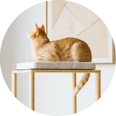 Accessoires pour chat