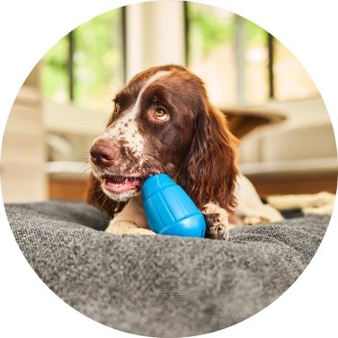 Accessoires pour chien