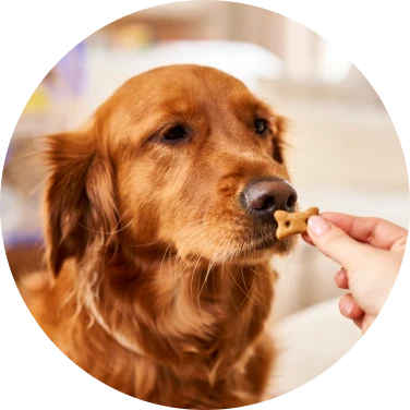 Gâteries pour chien