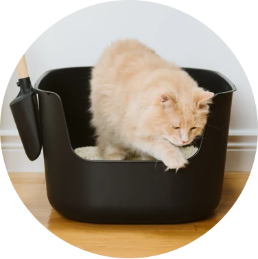 Litière pour chat