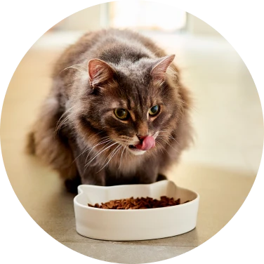 Nourriture et gâteries pour chat