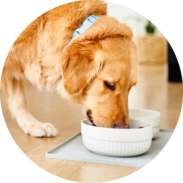 Nourriture pour chien