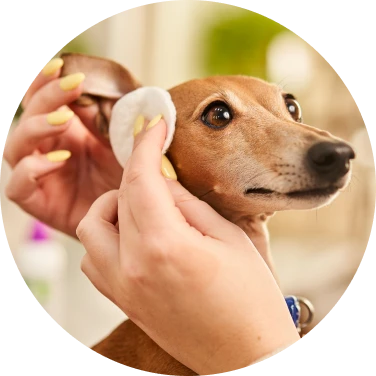 Soins et propreté pour chien