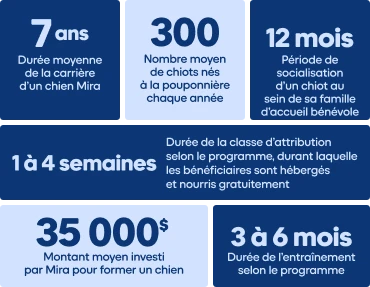 Infographie présentant le parcours d'un chien Mira en chiffres