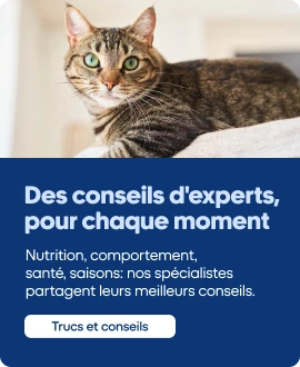 Des conseils d'experts