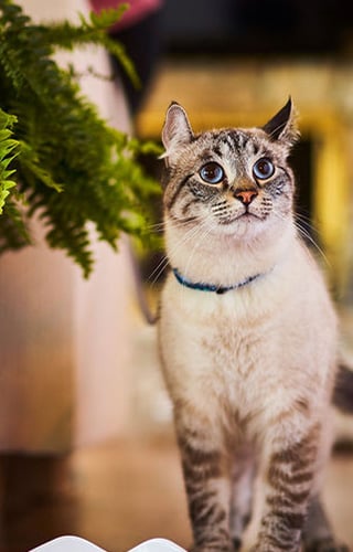 Friandises dentaires Greenies pour chat