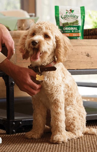 Friandises dentaires Greenies pour chien