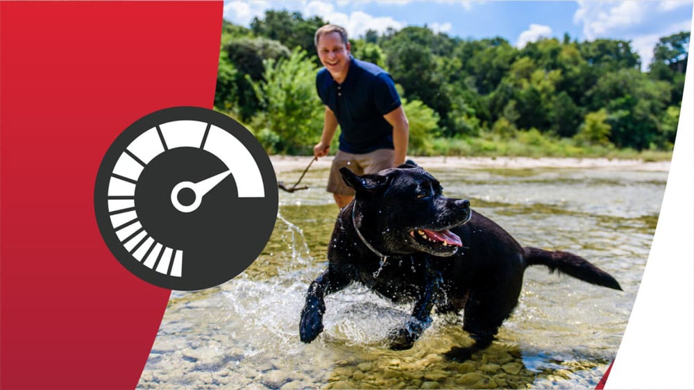 Riche en protéines animales 
