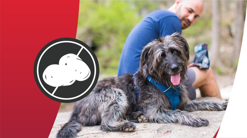 Riche en protéines animales 