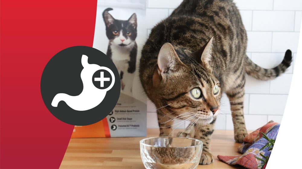 Riche en protéines animales 