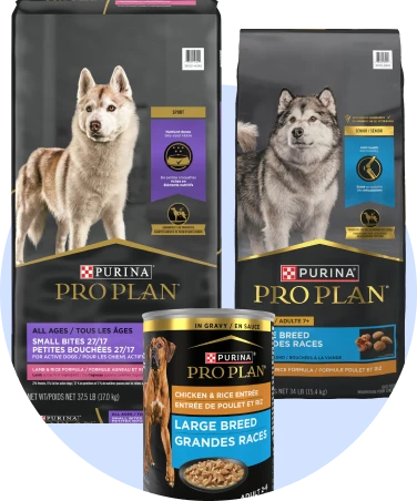 Large breed dog food