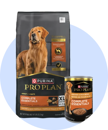 Nourriture pour chien