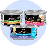Nourriture humide pour chat