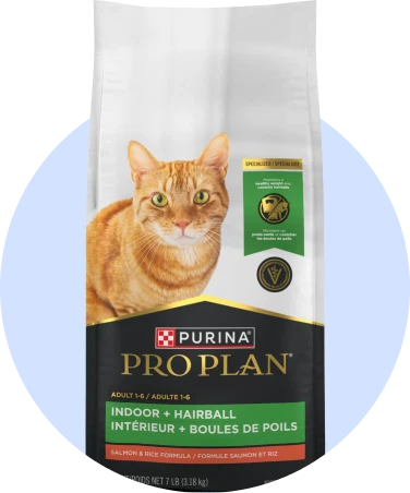 Chat d'intérieur & Boule de poils