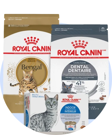 Cat Food Royal Canin