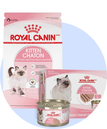 Kitten Food Royal Canin