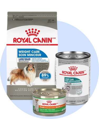 Dog Food Royal Canin