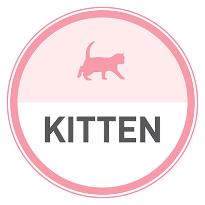 See products for kitten.