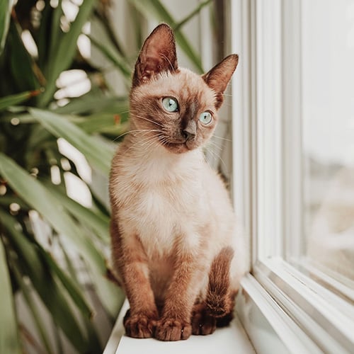 Vetdiet pour chaton
