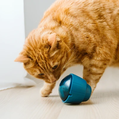 Jouets et enrichissement
