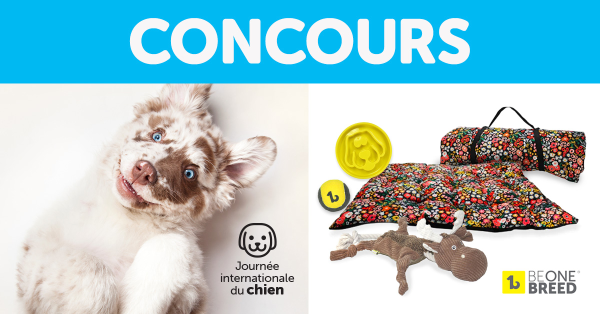 Concours pour la journée internationale du chien