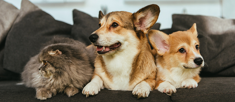 No more bad hair days! Tips on brushing your furry one