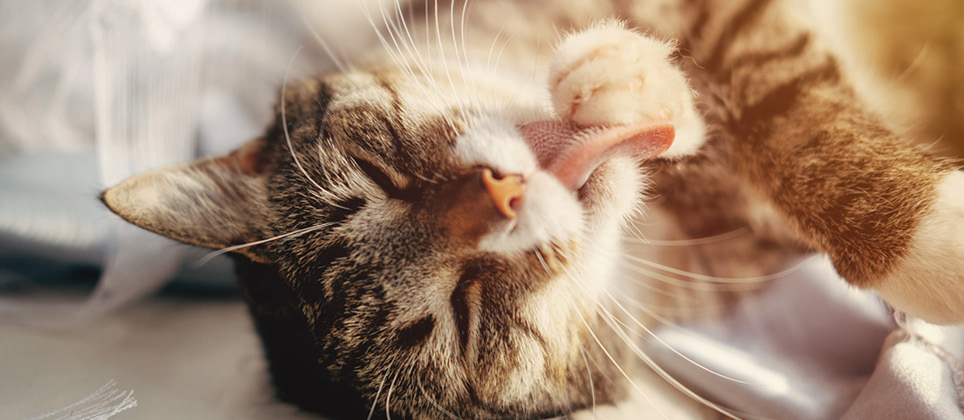 What do you need to know about cat grooming?