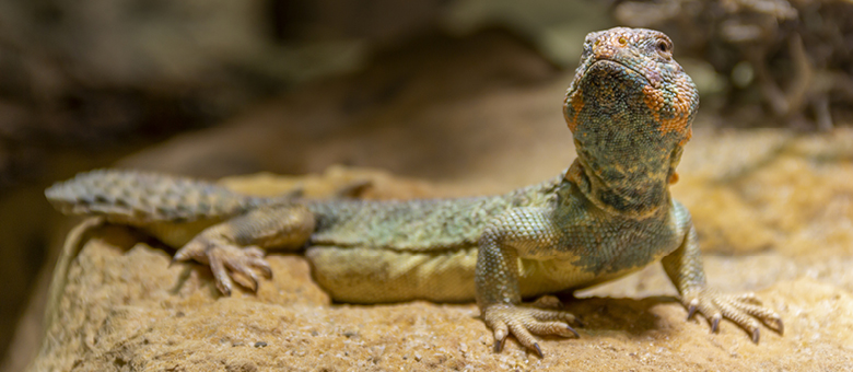 Choosing your first pet lizard