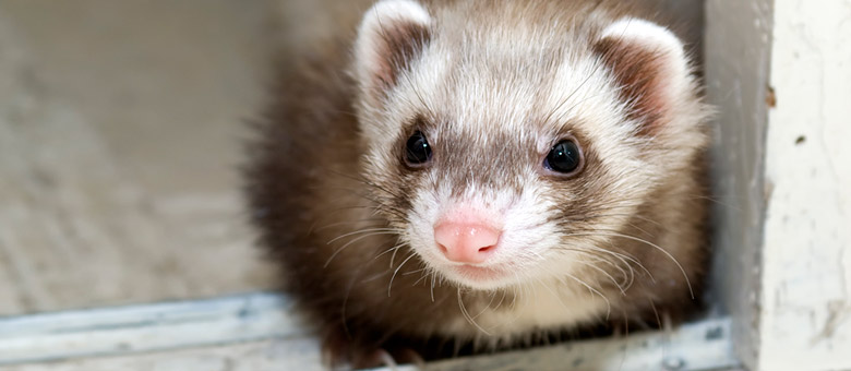 A ferret as a pet: What am I in for?