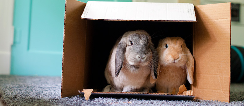 What to consider before adopting a bunny