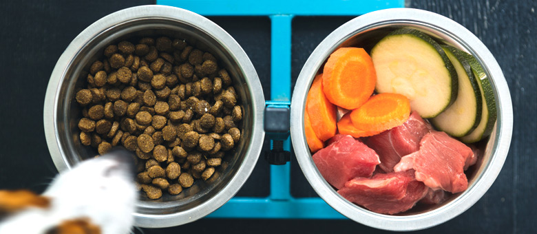 The choice of raw food for cats and dogs: the importance of transition!