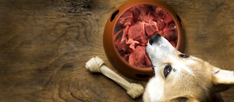 Introducing a raw food diet to your pet