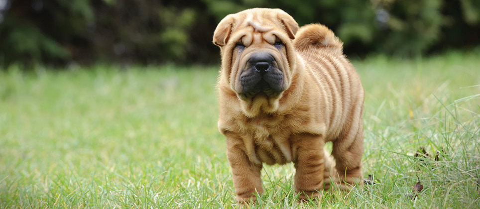 The Chinese shar-pei: a dog with a sandy coat