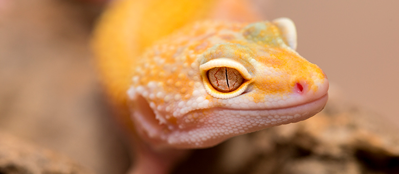 What to know when adopting a reptile