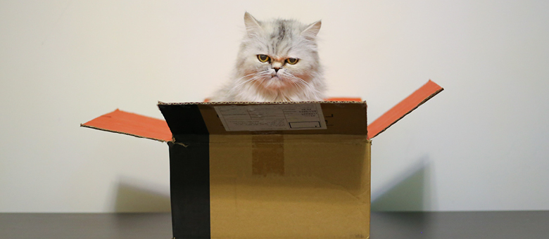 Cats and boxes: love story or unfounded theory?