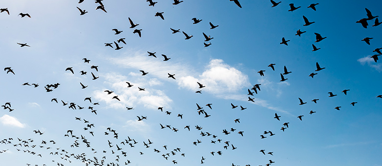 Birds migrating in spring: What a sight to see