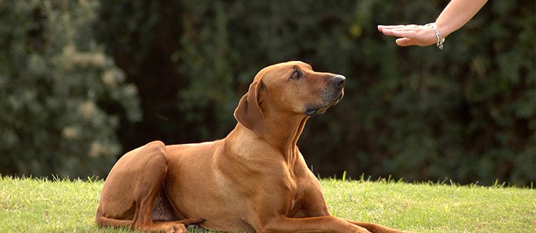 Dog training: The essential commands