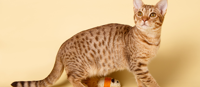 The ocicat: a spotted cat that looks like an ocelot