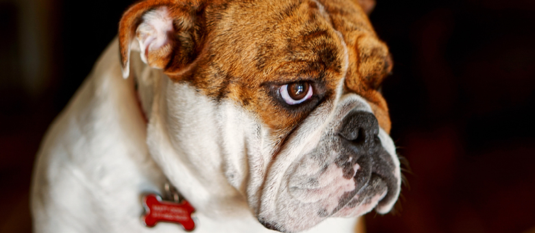 The bulldog: a gentle and affectionate dog