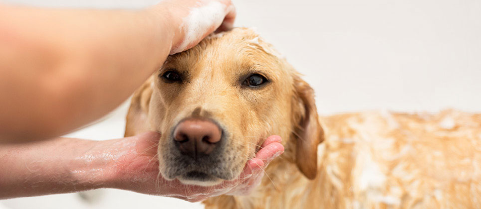 Washing your dog: tips and tricks for getting the job done