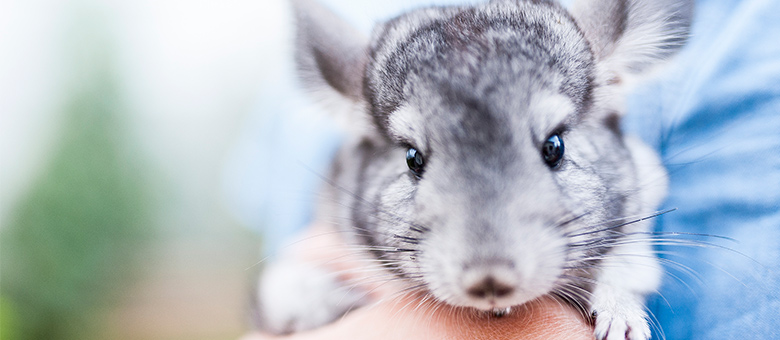 How to properly care for your chinchilla