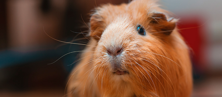 Everything you need to know before adopting a guinea pig